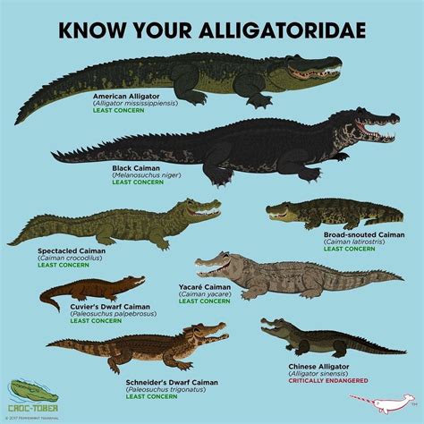 american alligator size chart